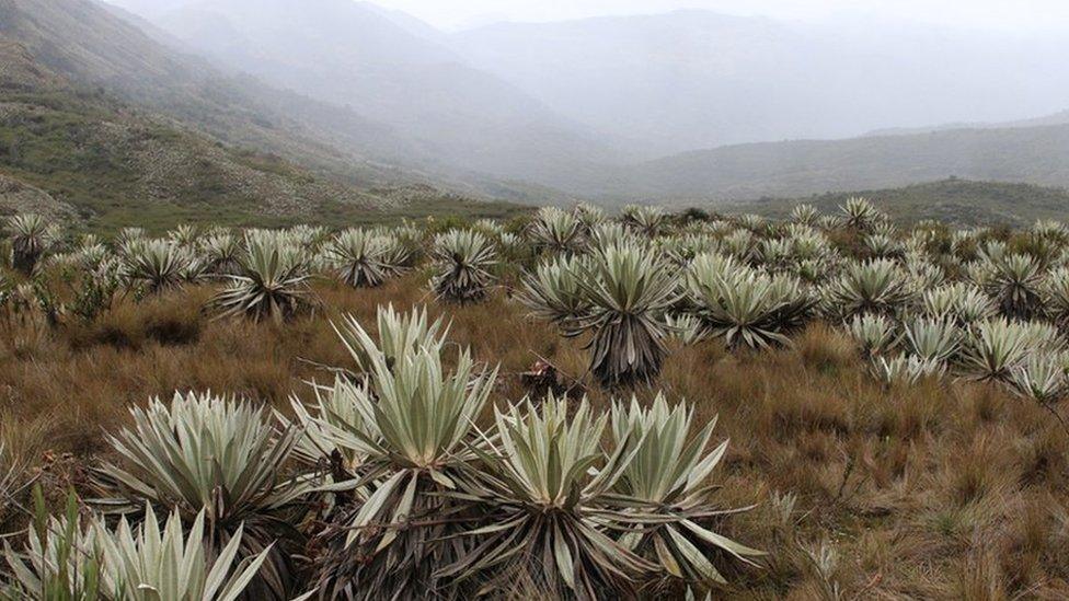 Chingaza National park