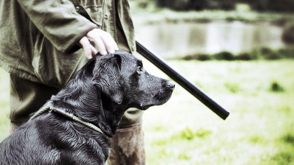 Gundog