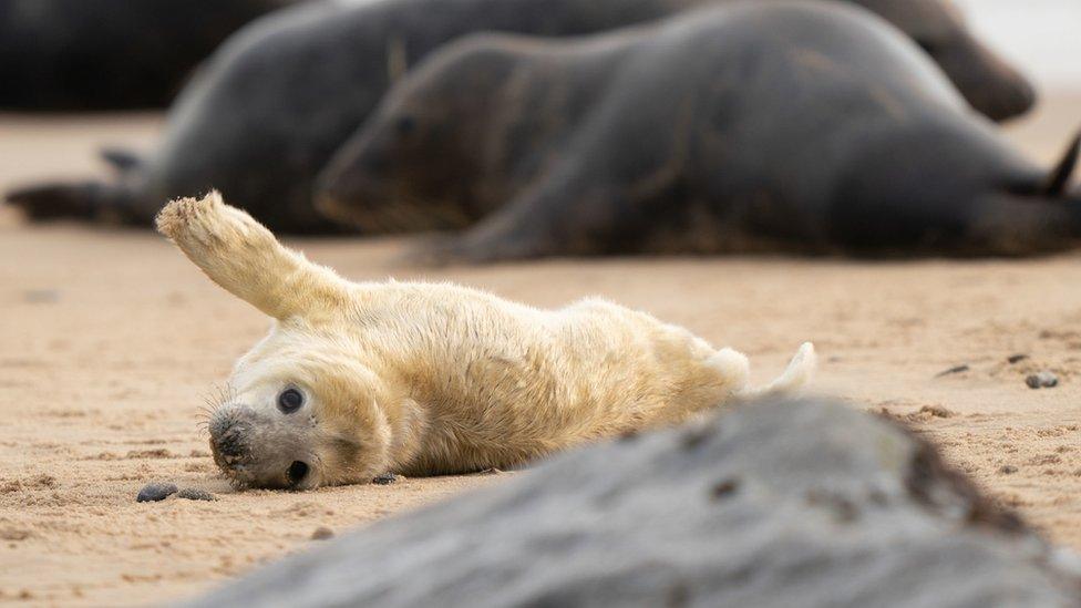 Seal pups on the Norfolk coast