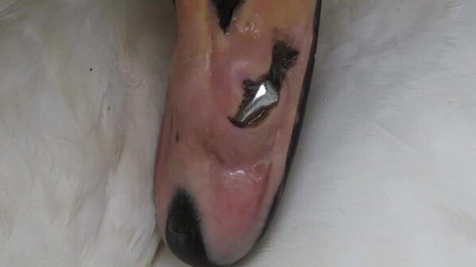 A close-up of the injured swan's beak