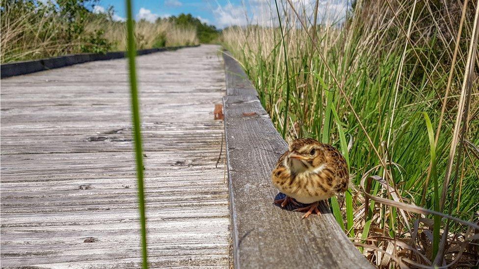 Bird sitting on boardwalk on Duddon Mosses