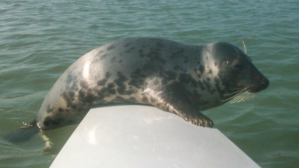 Seal on boat