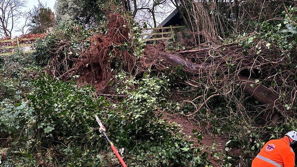 Fallen tree at Marino Station