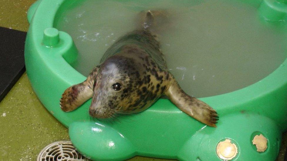 Seal pup in paddling pool