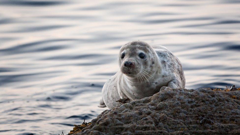 a seal on a rock