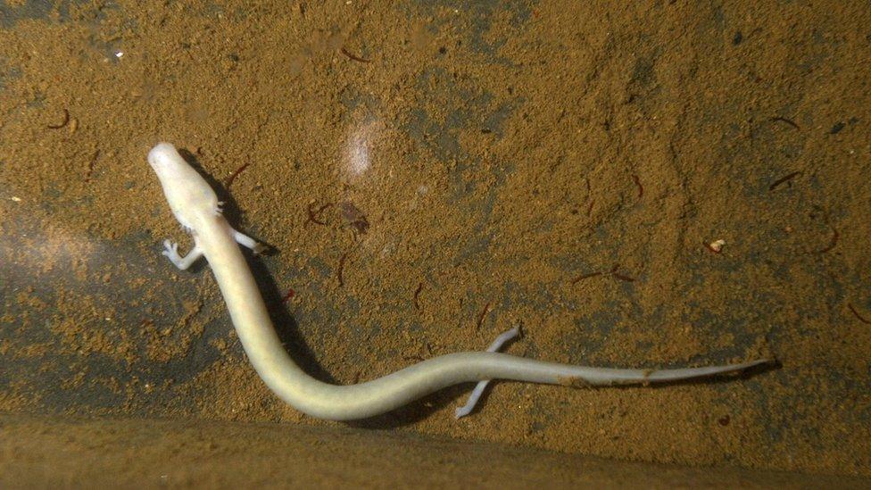 olm in aquarium