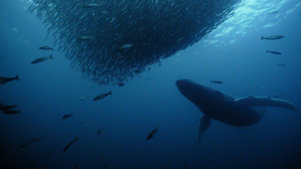 A humpback whale lunge-feeding on a bait ball of herring off the coast of Norway.