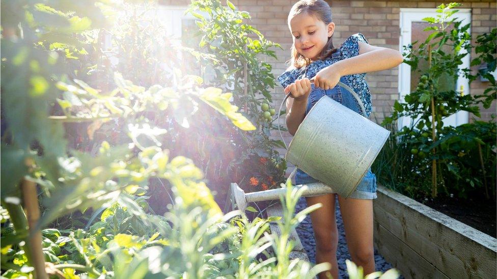 A child waters plants in the sunshine