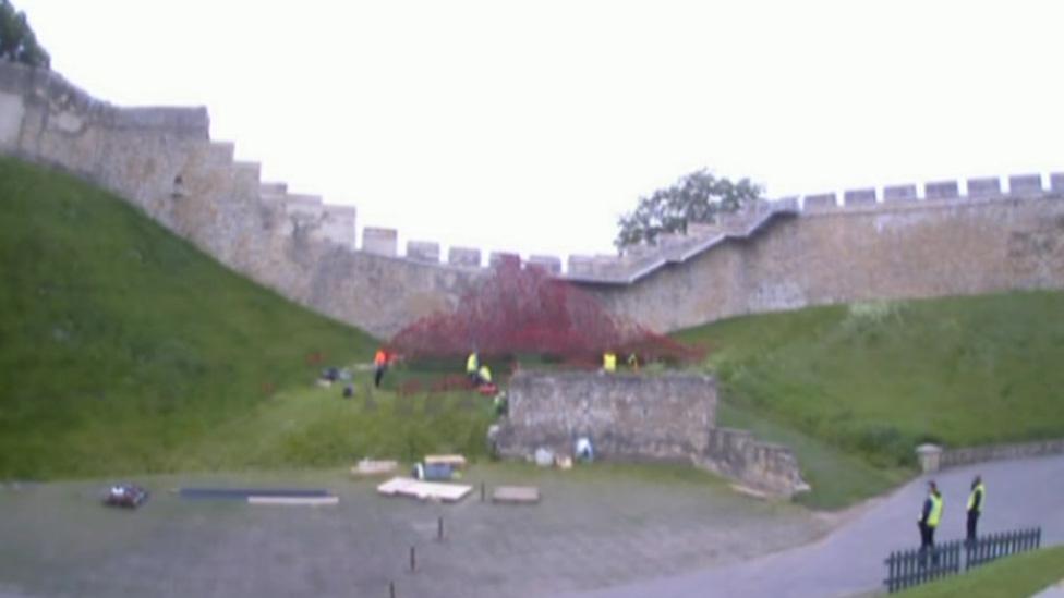 Poppies being installed