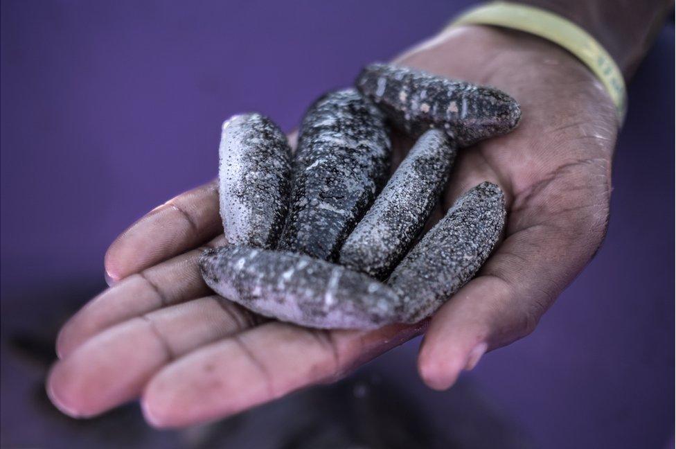 A sea cucumber farmer displays a handful of juvenile sea cucumbers before releasing them into an enclosure