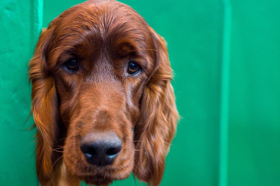 Red setter dog