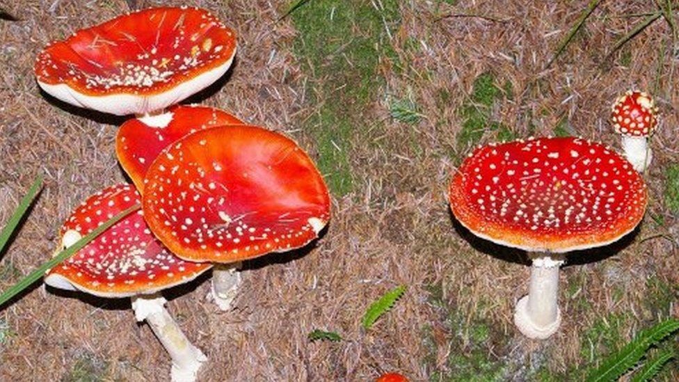 Amanita'r gwybed