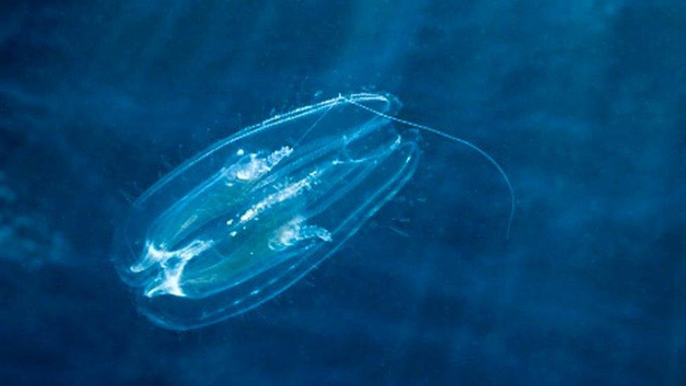 Comb jellyfish