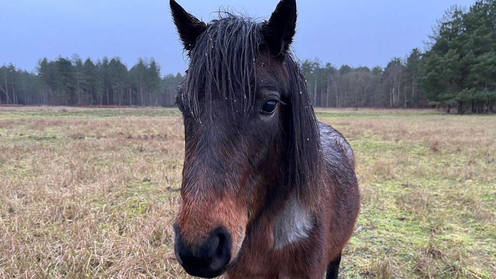 Pony on Thetford heathland, Norfolk