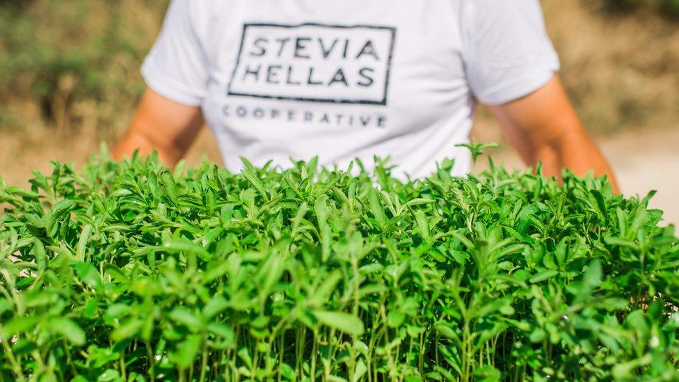 A man at Stevia Hellas Cooperative holding stevia seedlings