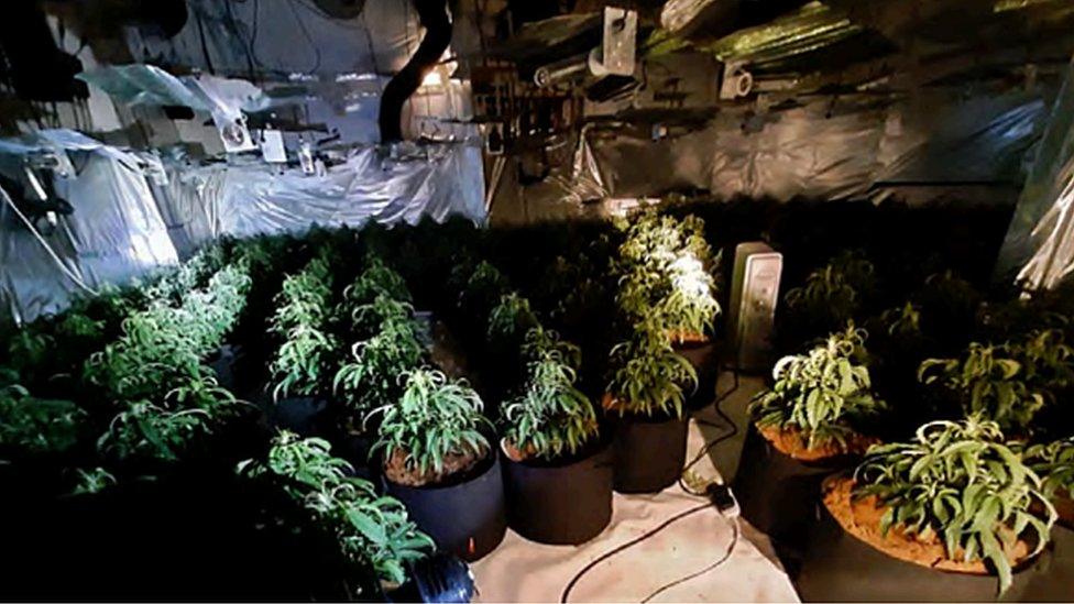 Cannabis plants at Moorfield House