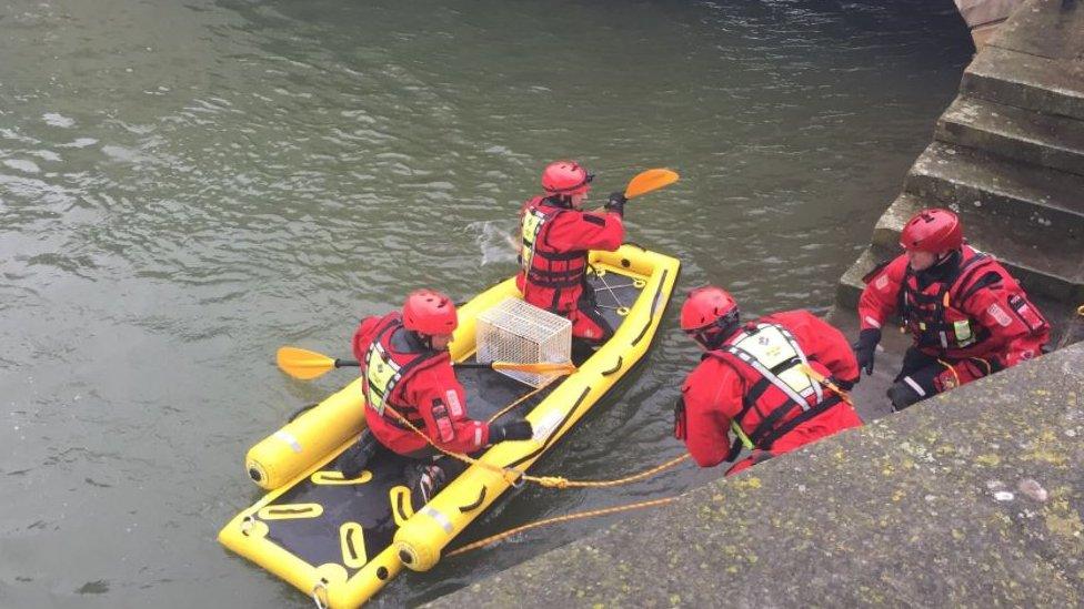 Cat being rescued