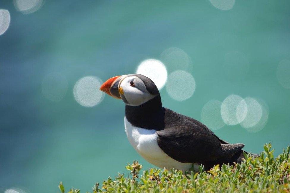 A puffin on the shore