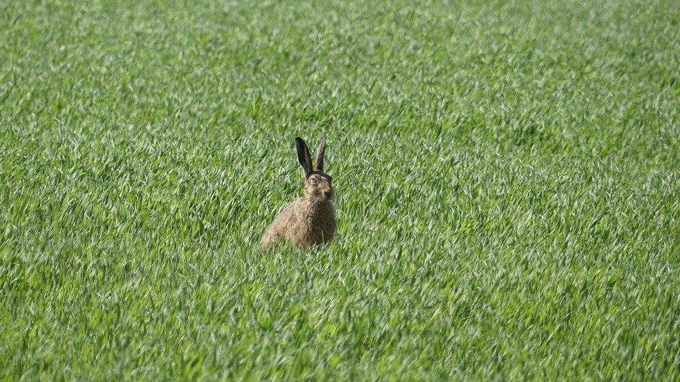 brown hare