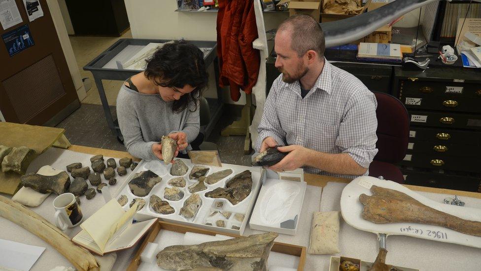 Assessing fossils involves comparisons between different specimens