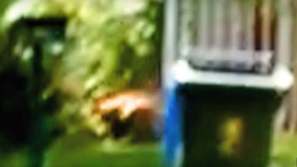 A freeze fame from a video which its creators claim shows a Tasmanian Tiger