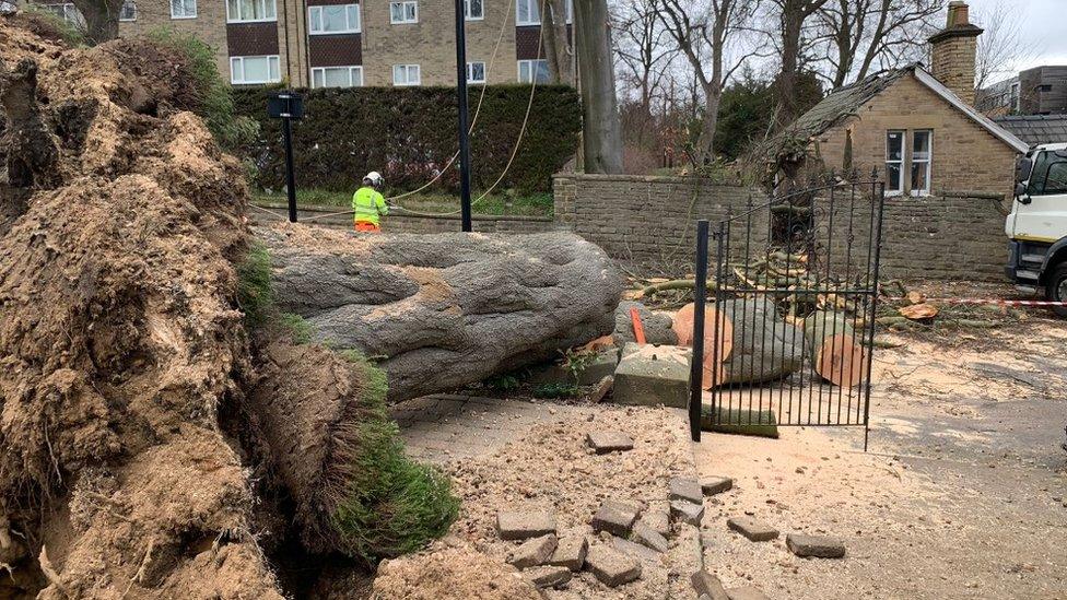 The tree on Endcliffe Vale Road