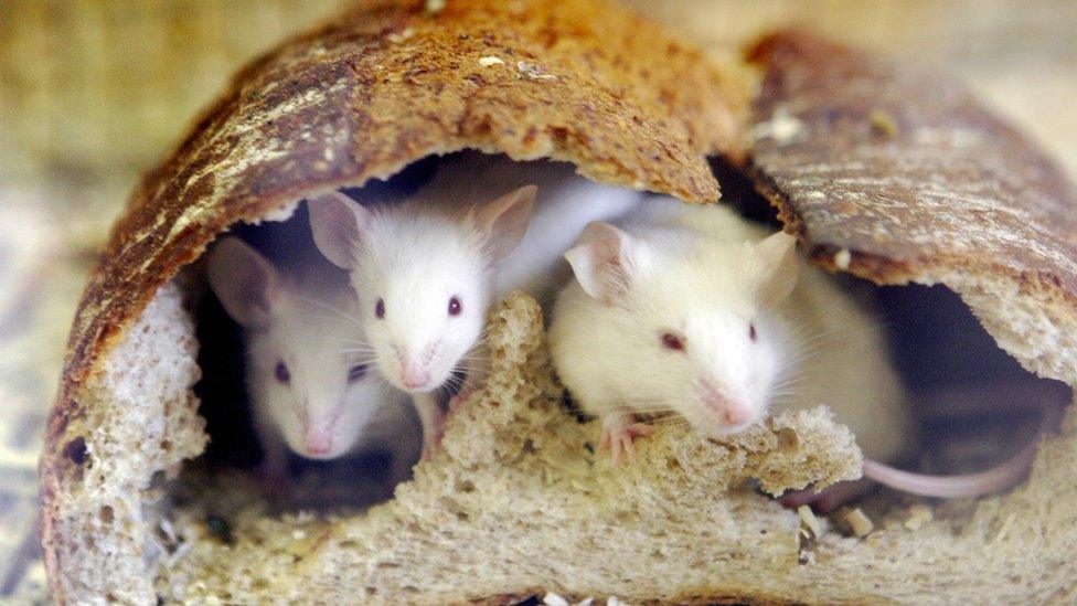 Mice eating through a loaf of bread