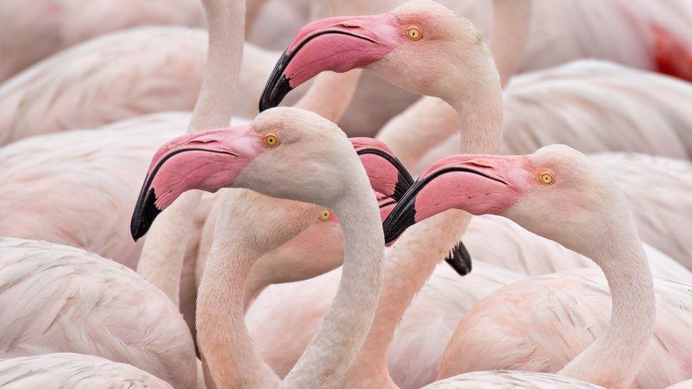 Flamingos