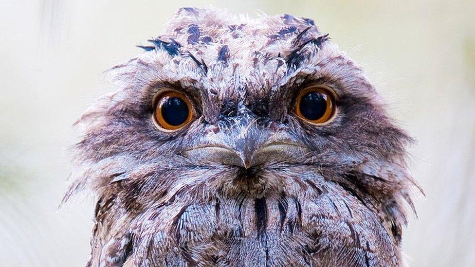 Tawny frogmouth (c) SPL