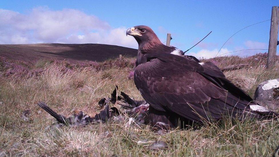 The settled chicks have been caught on hidden cameras thriving in their new environment