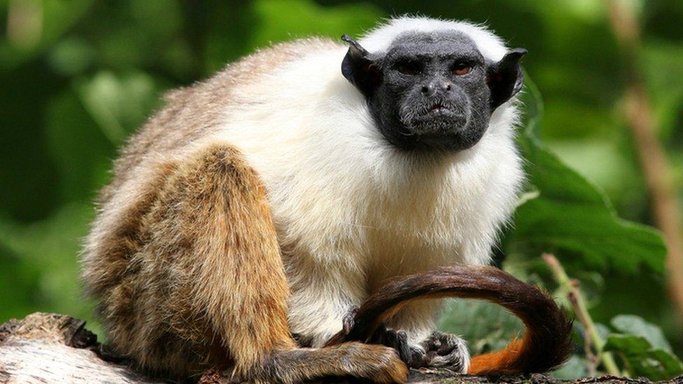 pied tamarin