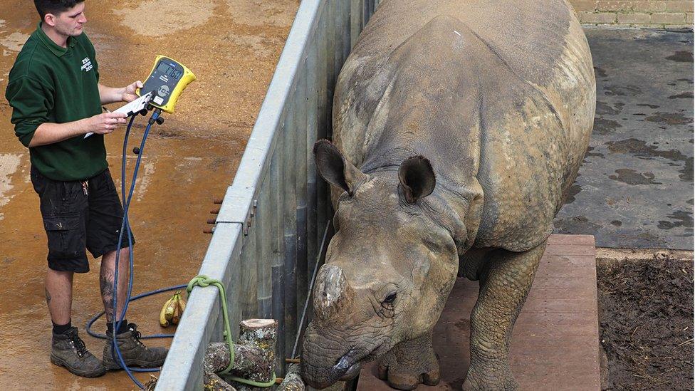 greater-one-horned-rhino-gets-weighed.