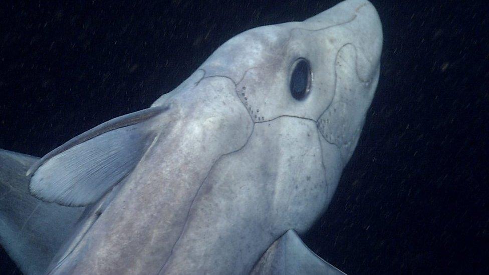 An adult ghost shark.