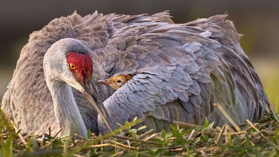 Second place winner of the bird photographer of the year award