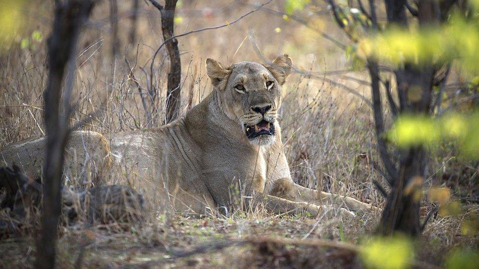 A lioness lays down in Zimbabwe's Hwange National Park (November 2012).