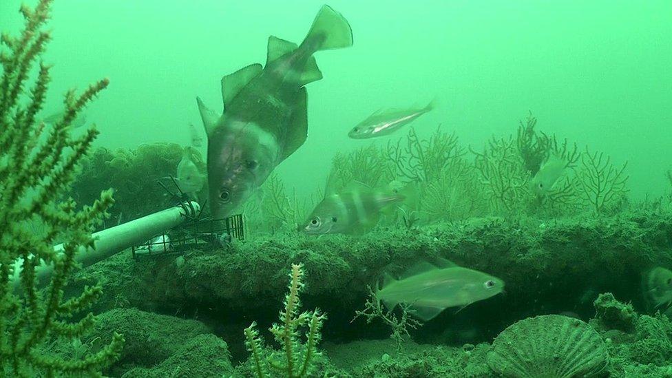 seabed at Lyme Bay MPA