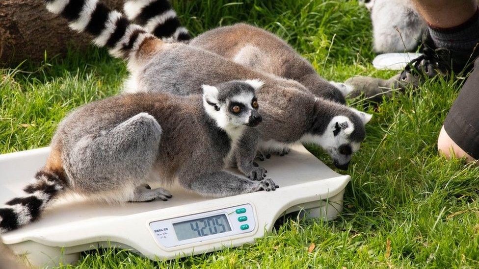 Ring-tailed lemur (Lemur catta)