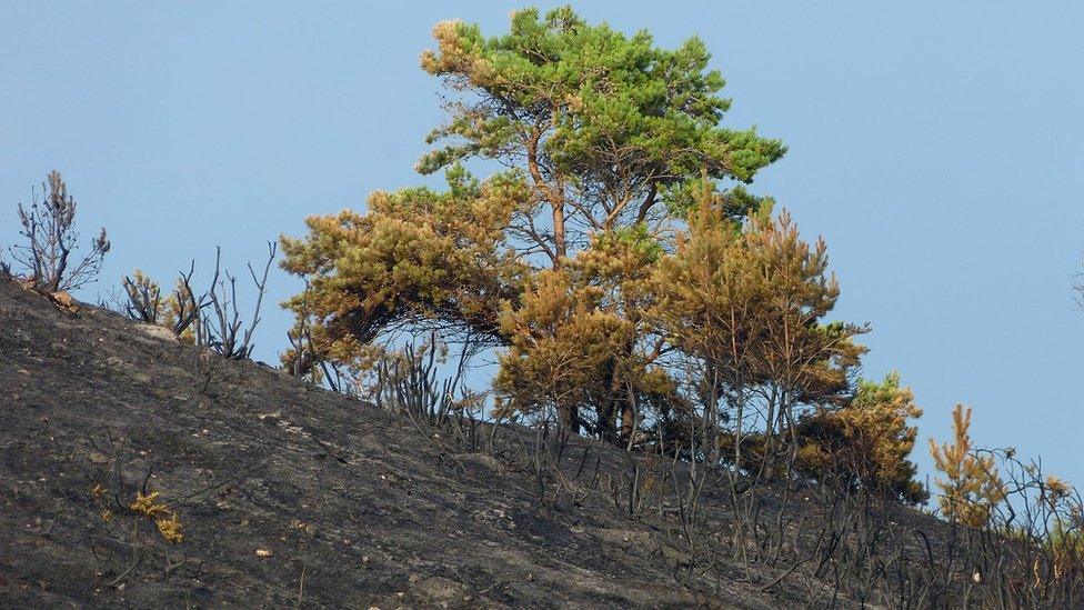 Studland Heath fire damage