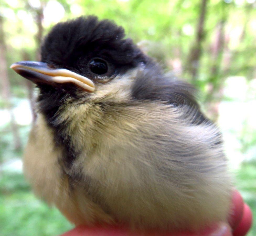 Great tit fledgling at Wytham