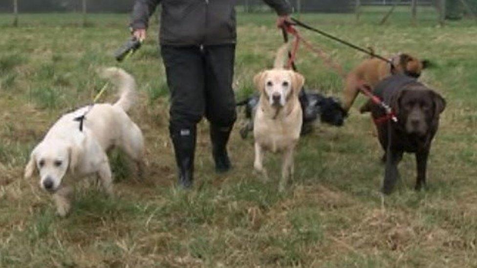 Dogs being walked