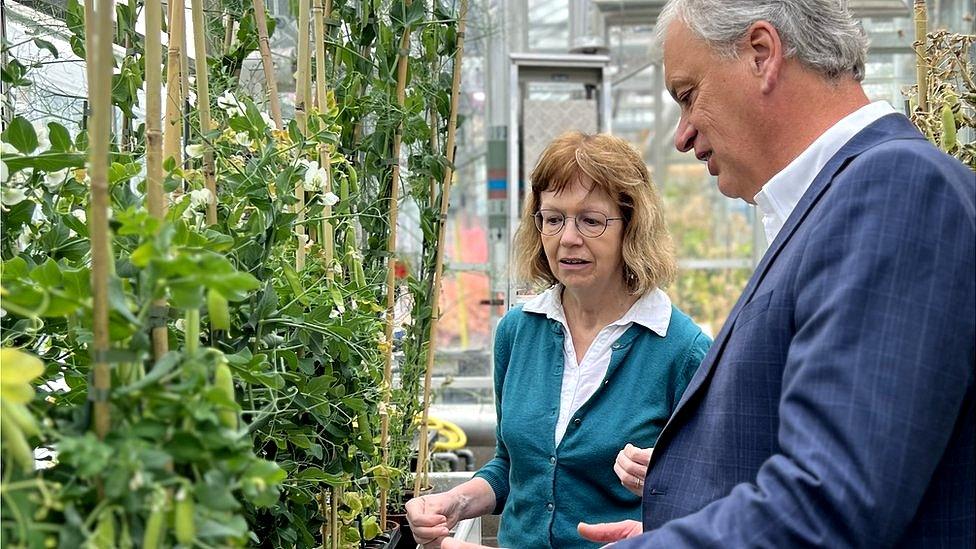 scientists with pea plants