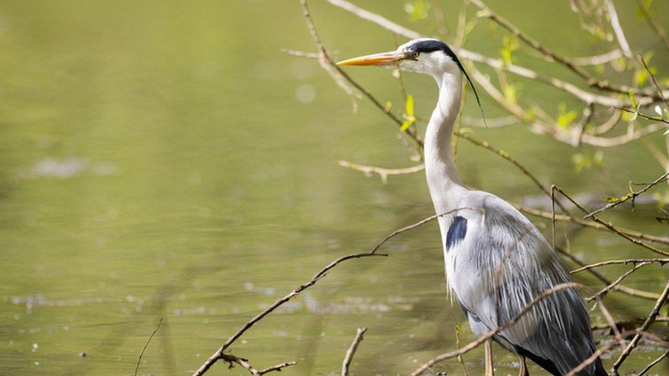 Heron next to river