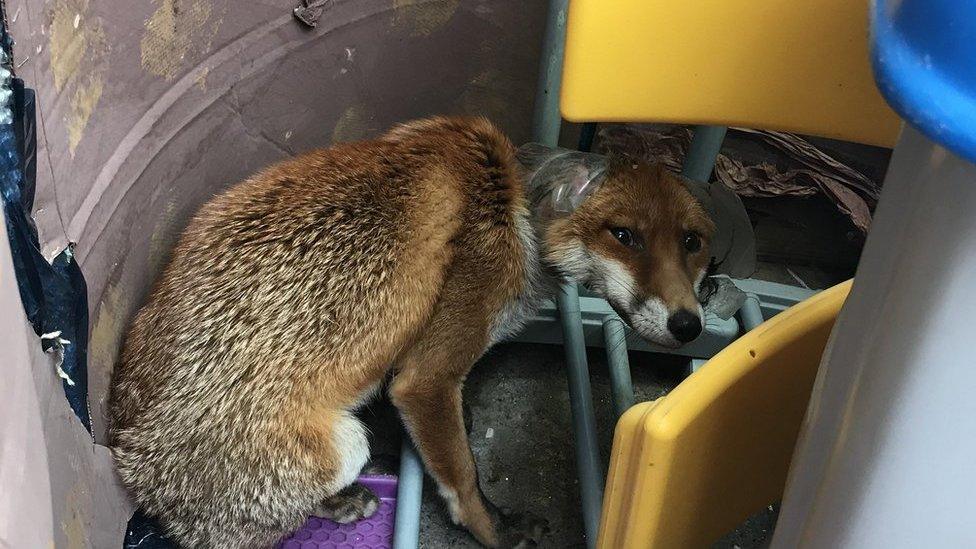 Fox in plastic bottle