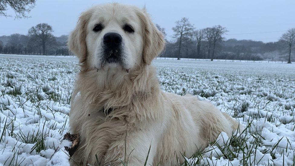 Dog in a snowy field