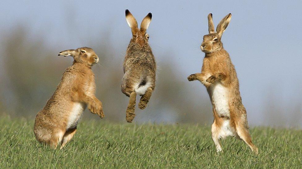 Brown hares