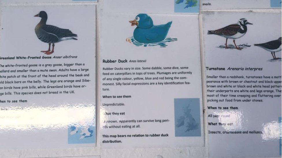 Wild bird identification cards