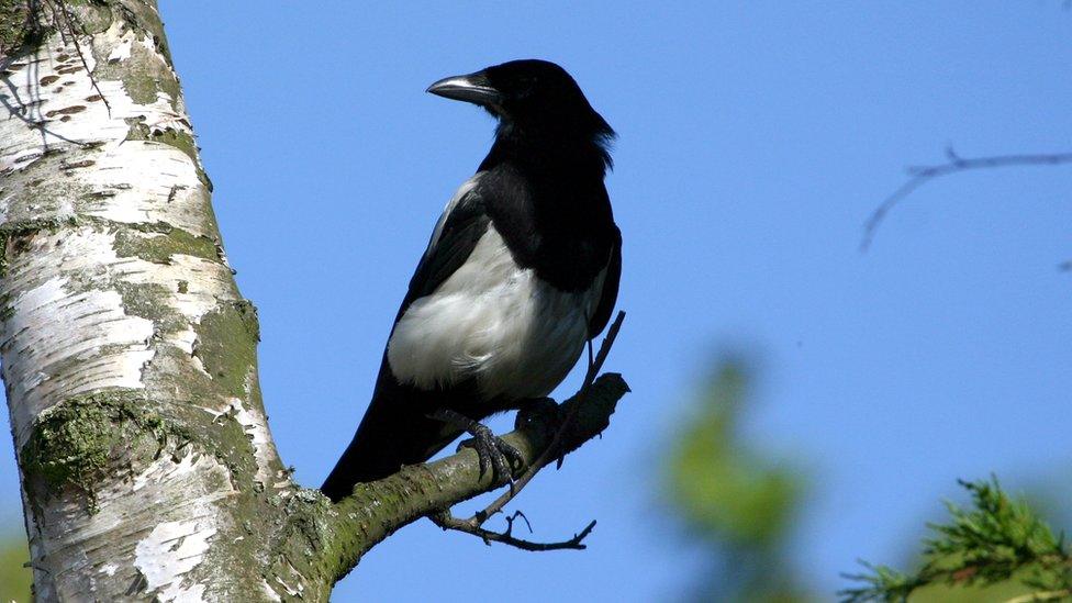 File pic of a magpie at London Zoo