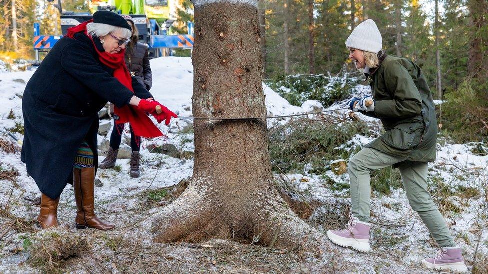 Lord Mayor of Westminster councillor Patricia McAllister and Mayor of Oslo Anne Lindboe helped to cut down the spruce