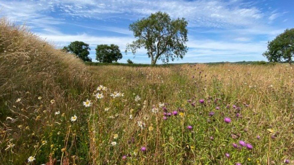 Wildflower grasslands on a sunny day