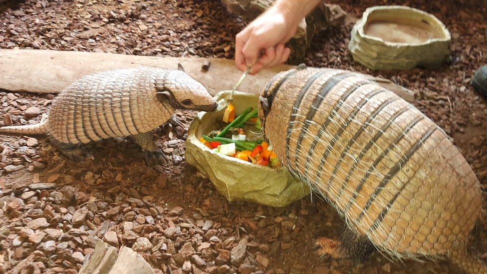 Baby armadillo and mum eat some food